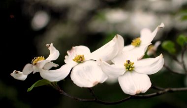 how to grow a dogwood tree