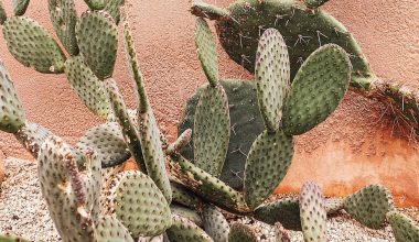 how often do you need to water a small cactus