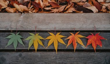 can you eat maple tree leaves