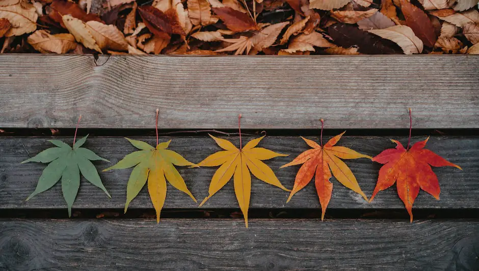 can you eat maple tree leaves