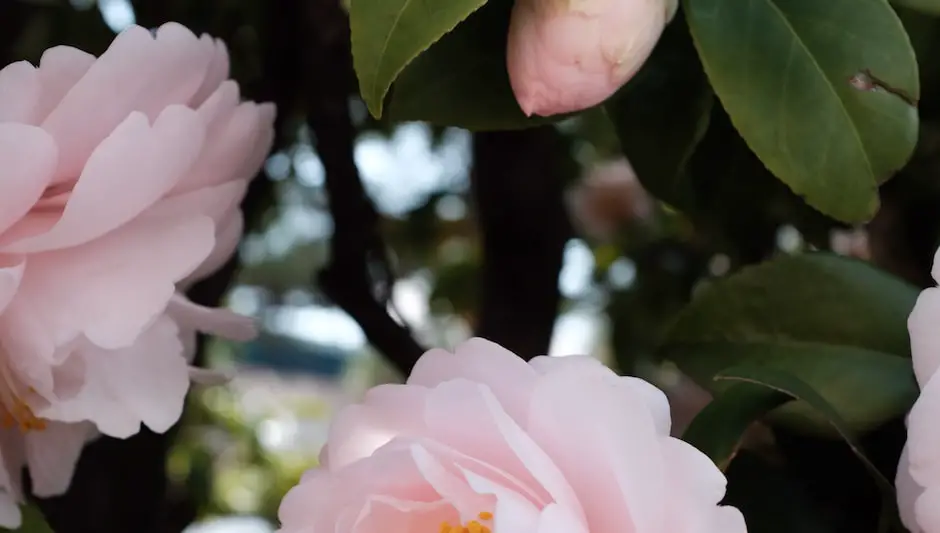 when to prune camellias in nc