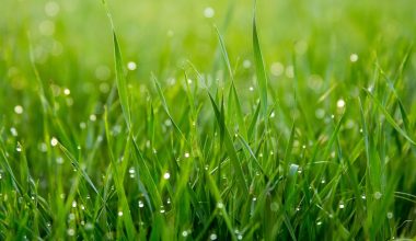 how to seed a new lawn