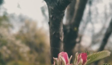 how can wind help maple seeds travel