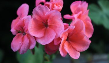 do perennial geraniums spread