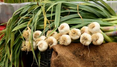 when to harvest garlic planted in fall