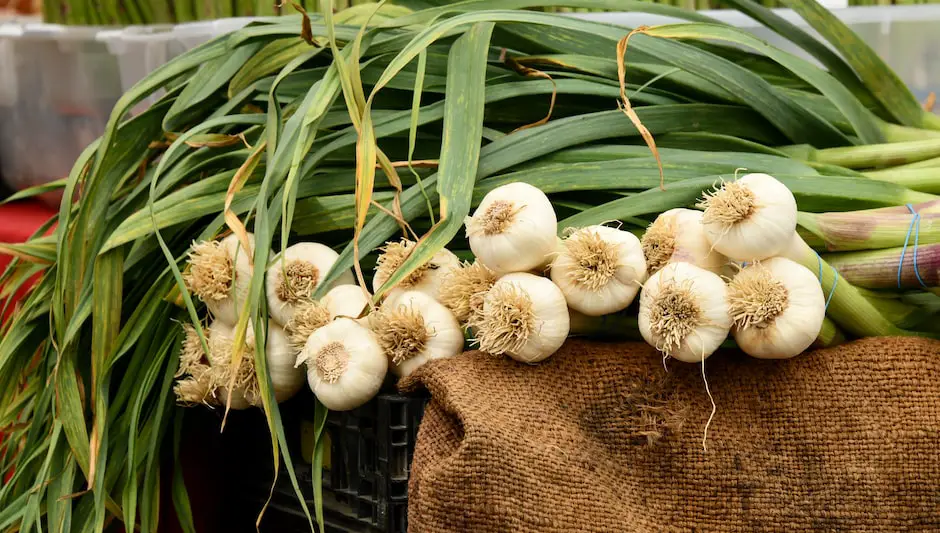 when to harvest garlic planted in fall