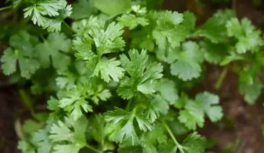 how to grow flat leaf parsley in a pot