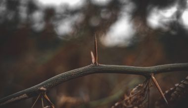 why cactus has thorns