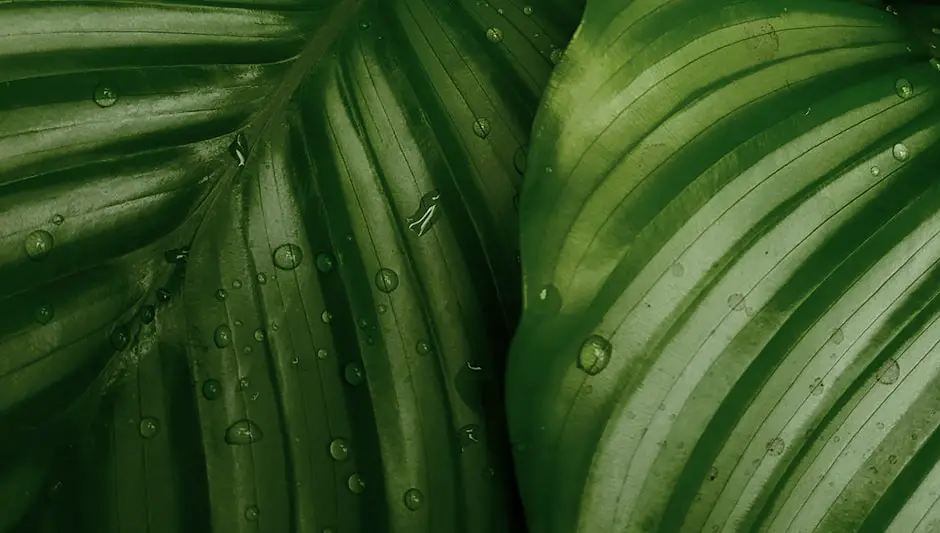 what vegetables grow well next to each other