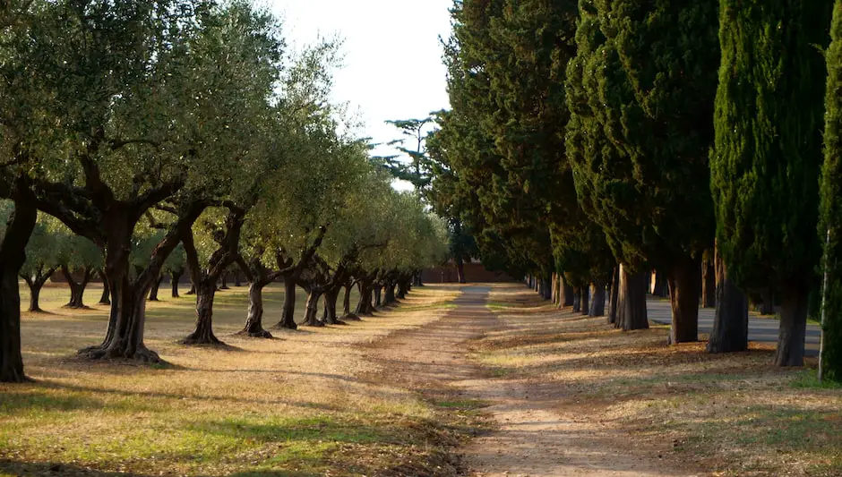 can olive trees grow in the us