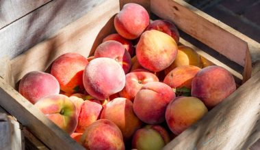 how to get a peach seed out of the pit