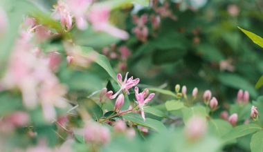 is honeysuckle a perennial