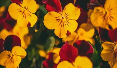 how to grow pansies from seed