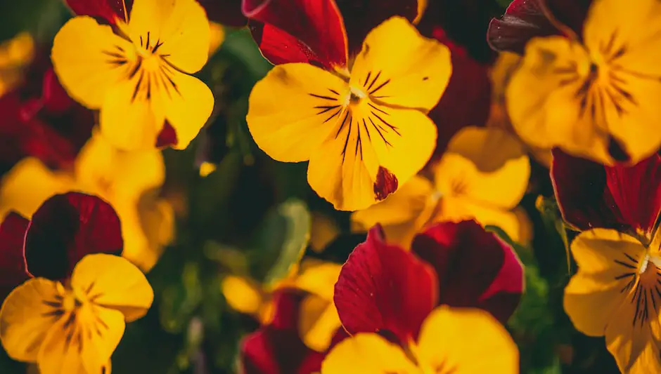 how to grow pansies from seed