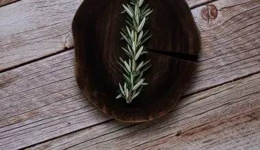 can i bring my rosemary plant indoors for the winter