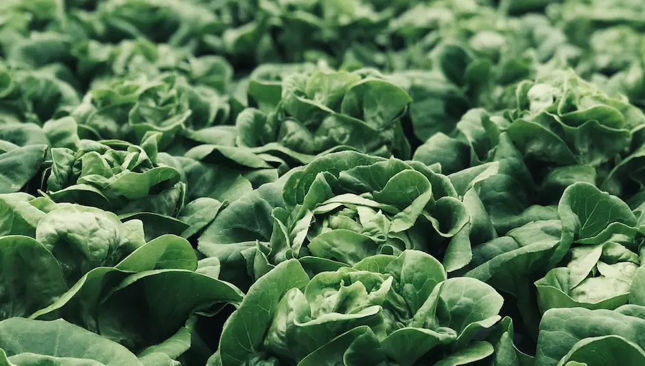 what vegetables to plant in may in georgia
