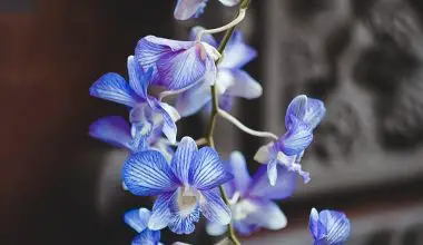 how often do orchids need water