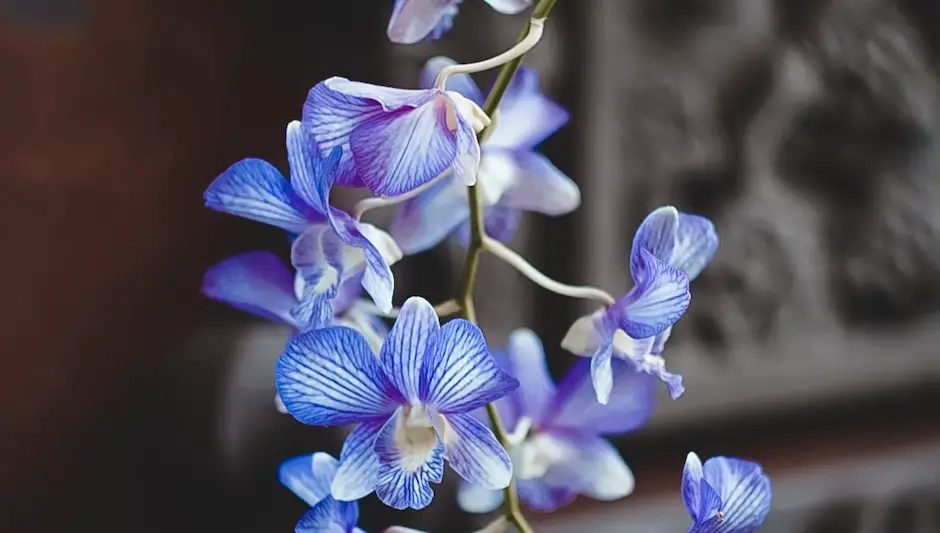 how to stop orchid from dying