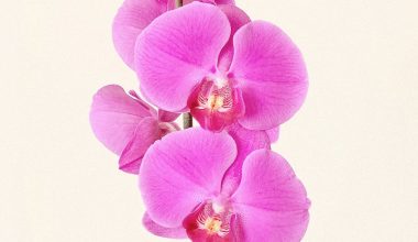 can you cut off damaged orchid leaves
