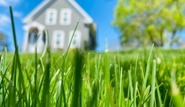 how to get thick green grass