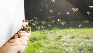 do honey bees pollinate tomatoes