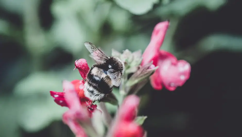 when to hand pollinate corn