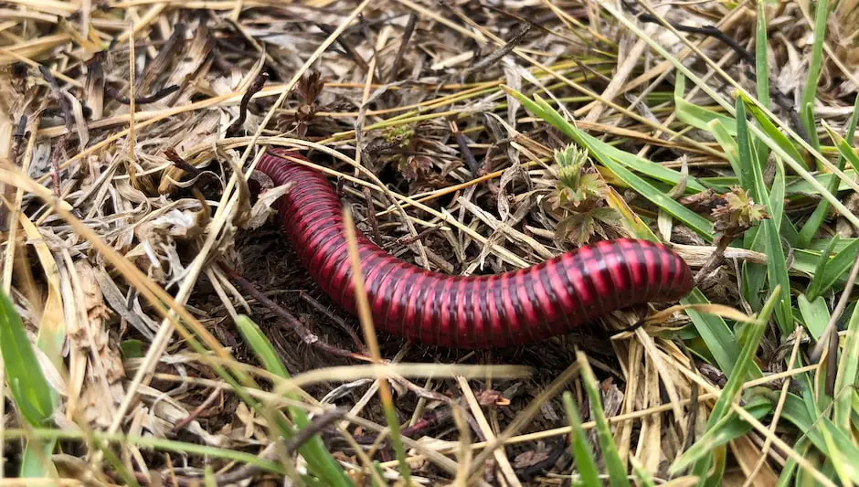 Do Worm Compost Bins Smell Easily Explained Inside!