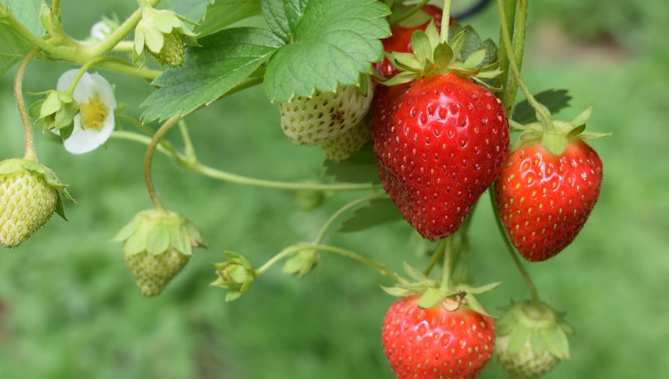 how to fertilize strawberry plants in the spring
