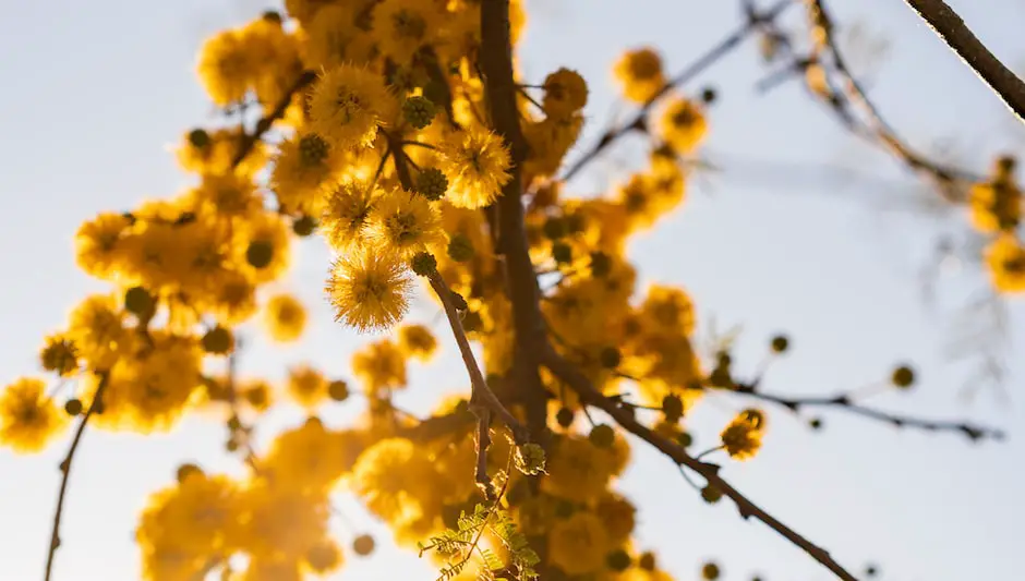 which wattle seeds are edible