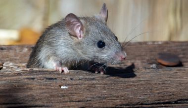 how to keep rodents out of garden