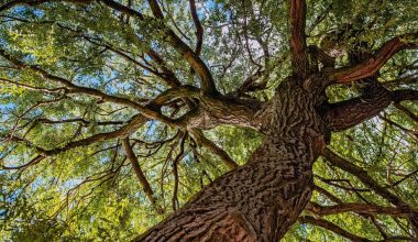 when is best time to prune a tree