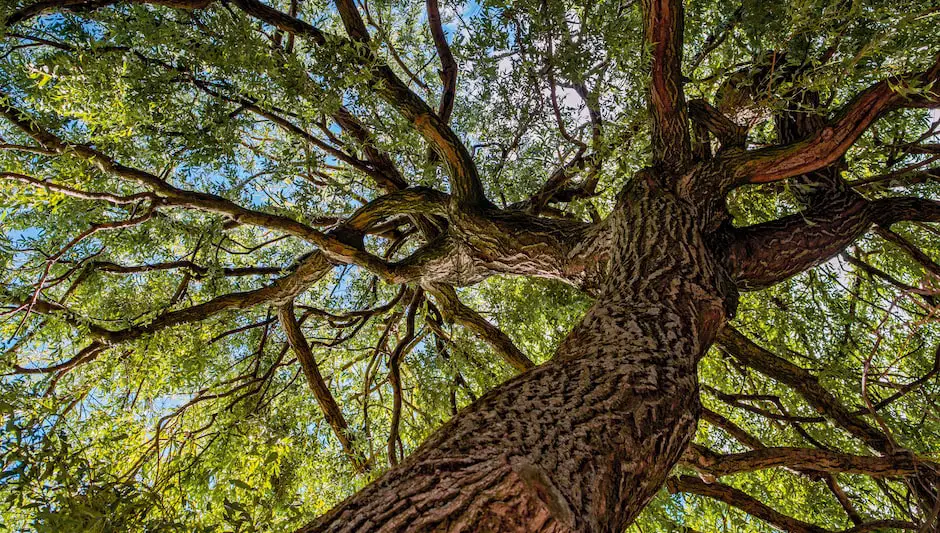 when is best time to prune a tree