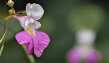 when to plant impatiens in zone 7