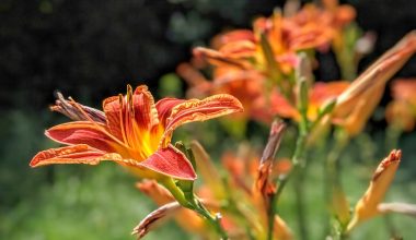 is it too late to plant perennials in october