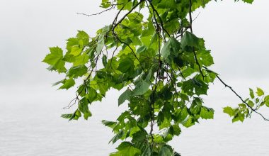 when to prune trees in washington state