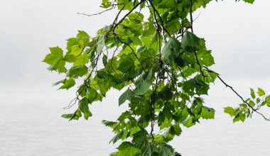 when to prune trees in washington state