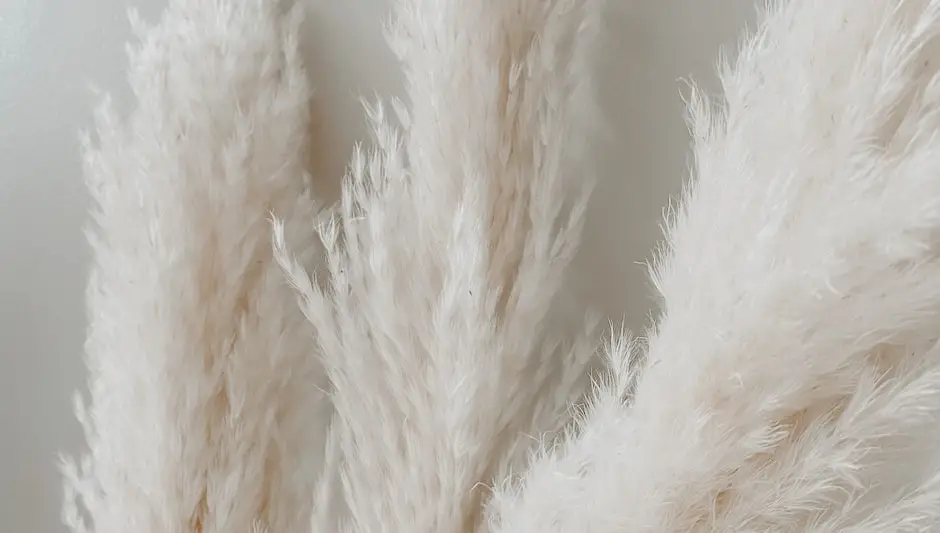does pampas grass spread