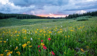 how to prepare your lawn for spring