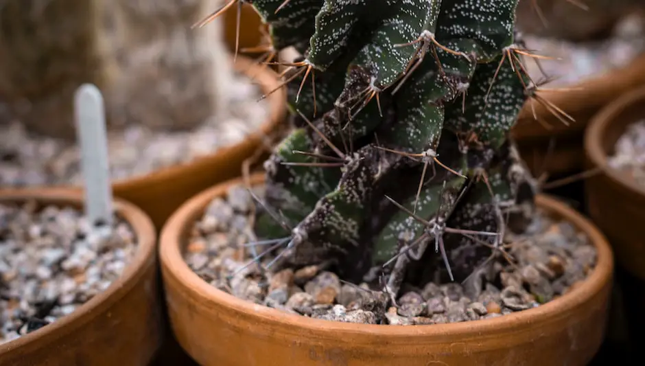 how to harvest mycelium