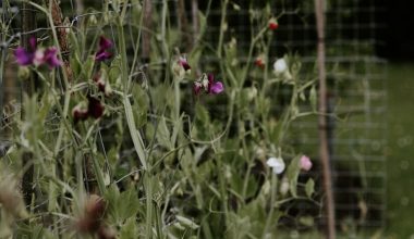 how far apart do you plant sweet pea seeds