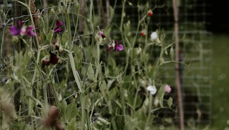 how far apart do you plant sweet pea seeds