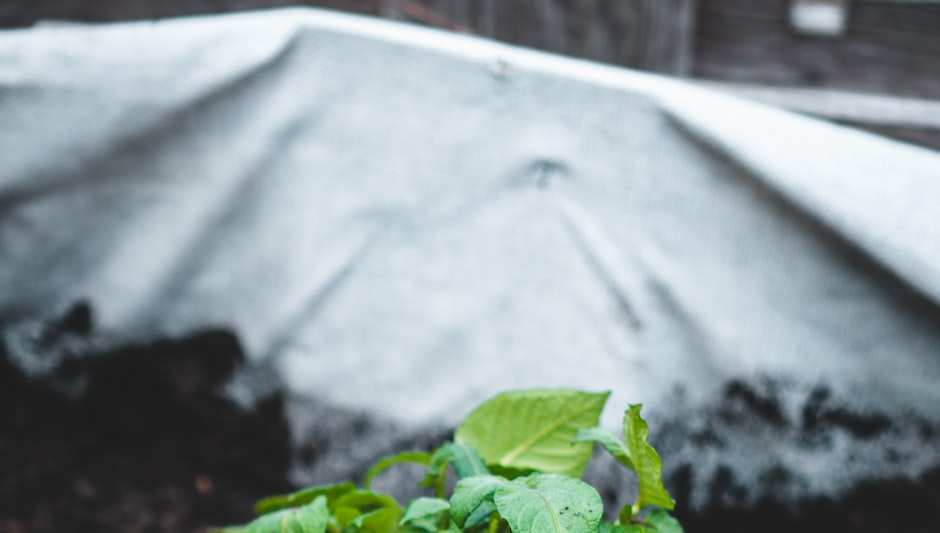 how to store seed potatoes