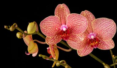 when to trim orchids