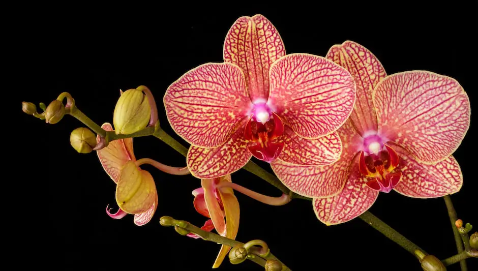 when to trim orchids