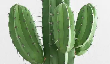how to determine the age of a saguaro cactus