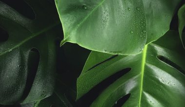 can succulent plants live indoors