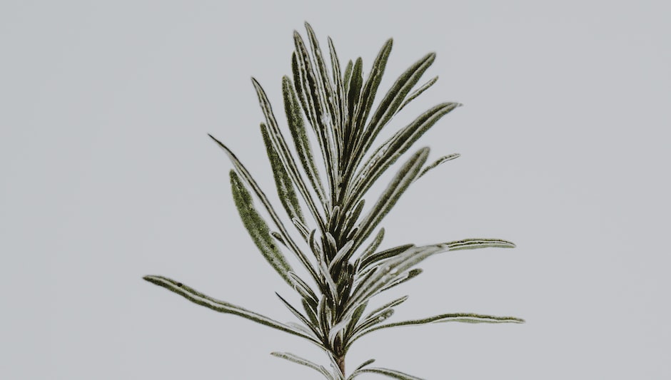 is rosemary a perennial in zone 5