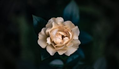 do you prune gardenias