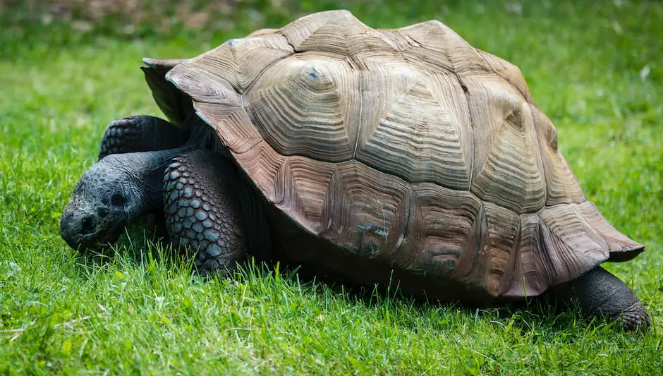 Can Russian Tortoises Eat Cactus? (Explanation Inside!)