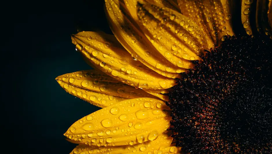 What Month Do You Plant Sunflower Seeds? (Answer Inside!)